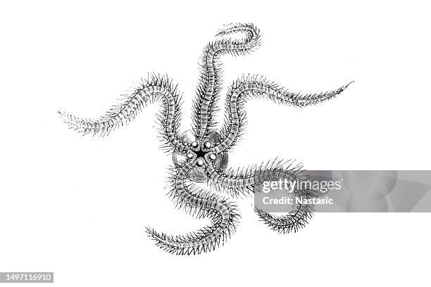 ophiocomina nigra, commonly known as the black brittle star or black serpent star, is a species of marine invertebrate in the order ophiurida - brittle starfish stock illustrations