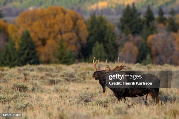 moose (alces alces) bull in autumn coloured landscape - moose face stock pictures, royalty-free photos & images