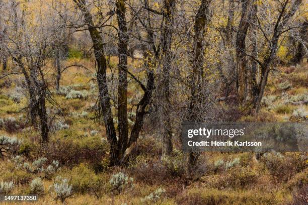 grand teton national park in fall colours - grand national 2016 stock pictures, royalty-free photos & images