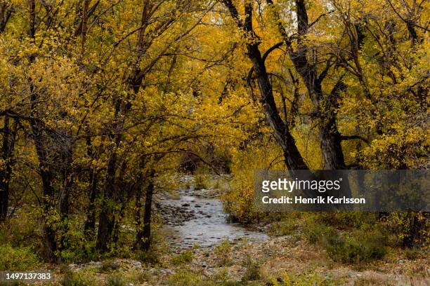 grand teton national park in fall colours - grand national 2016 stock pictures, royalty-free photos & images