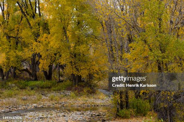 grand teton national park in fall colours - grand national 2016 stock pictures, royalty-free photos & images