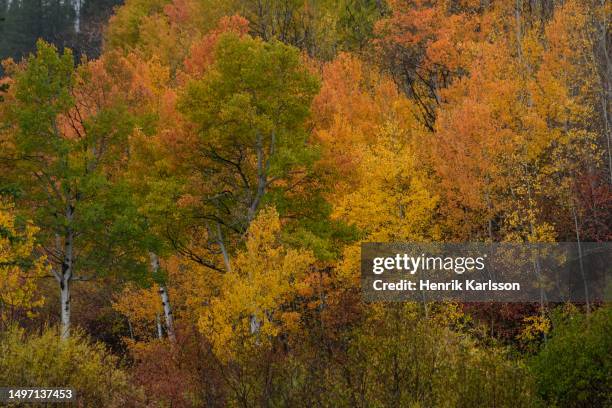 grand teton national park in fall colours - grand national 2016 stock pictures, royalty-free photos & images