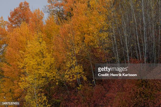 grand teton national park in fall colours - grand national 2016 stock pictures, royalty-free photos & images