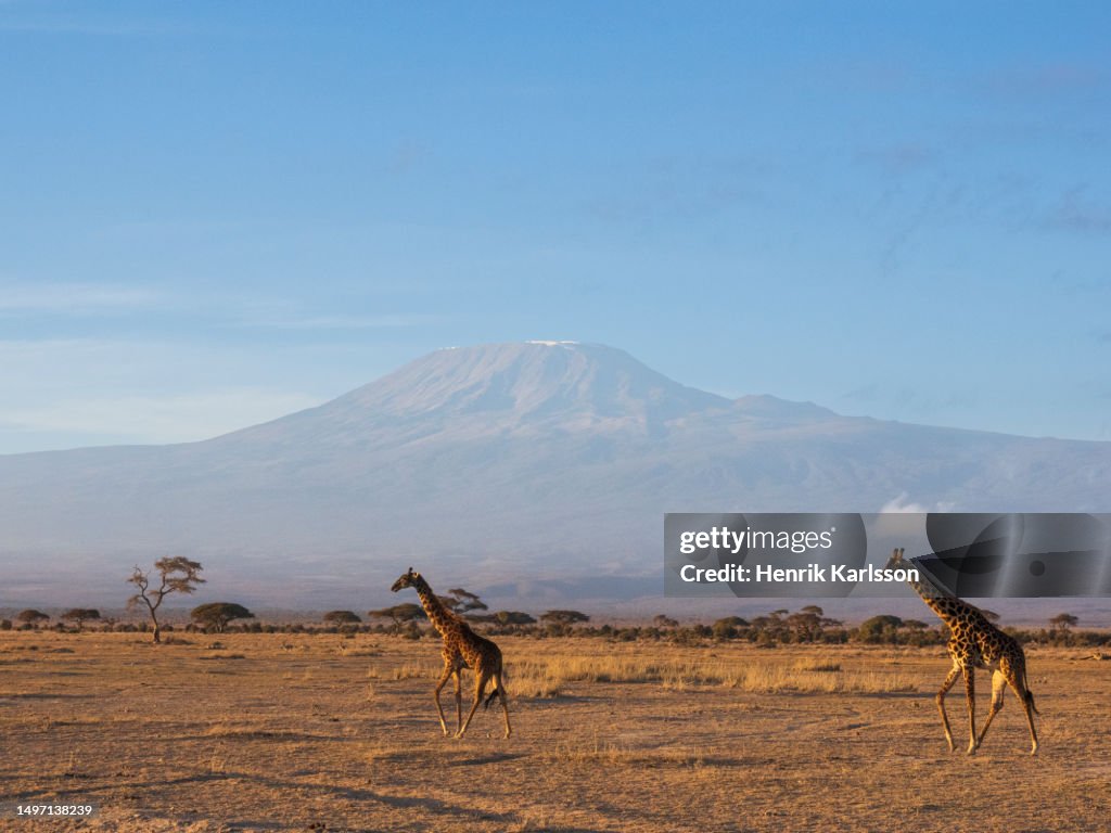 Giraffe (Giraffa camelopardalis) with Mount Kilimanjaro in the background