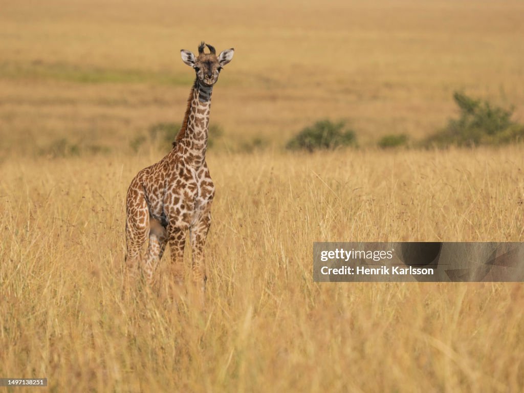 Baby Giraffe (Giraffa camelopardalis) in the savannah
