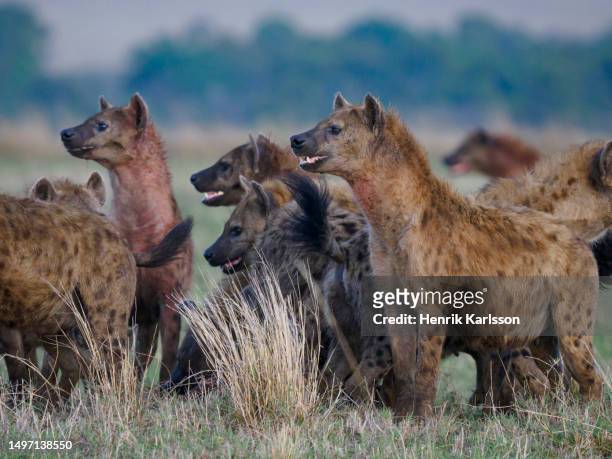 group of spotted hyenas (crocuta crocuta) on the savannah - hyena stock pictures, royalty-free photos & images