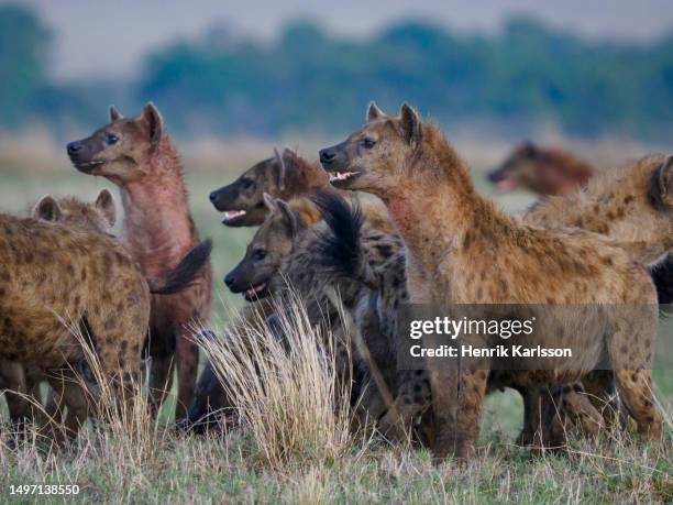 group of spotted hyenas (crocuta crocuta) on the savannah - hyena bildbanksfoton och bilder