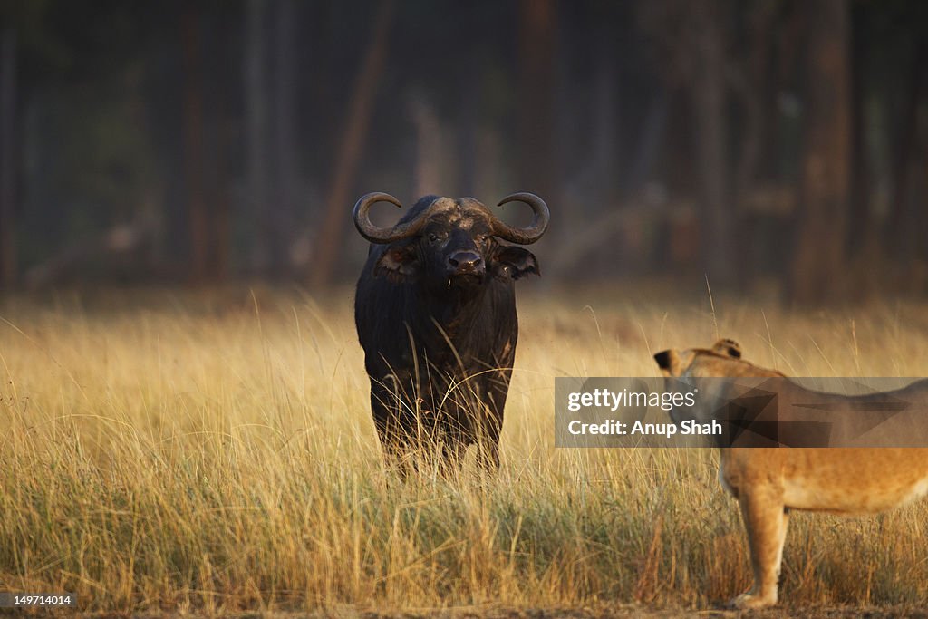 Lioness in stand-off with Cape buffalo