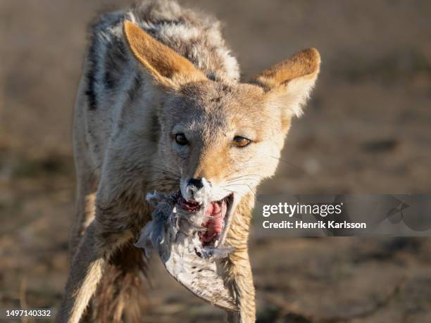 black-backed jackal (lupulella mesomelas) eating a dove - kalahari gemsbok nationalpark bildbanksfoton och bilder