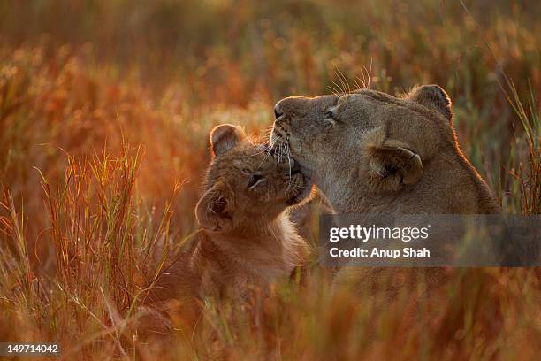 lion cub playing with its mother - cub photos et images de collection