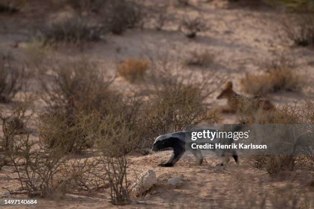 honey badger (mellivora capensis) in the kalahari desert - honey badger stock pictures, royalty-free photos & images