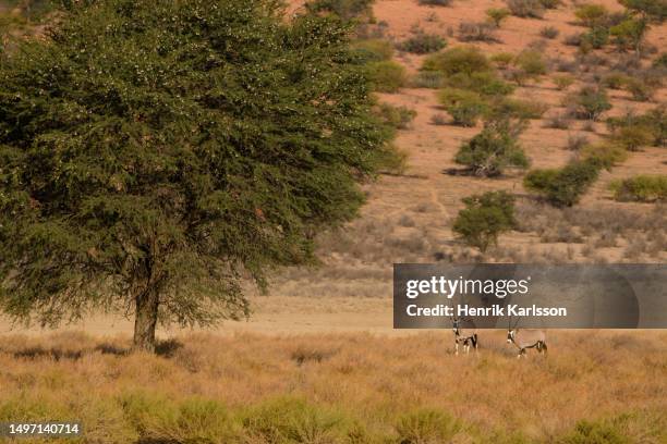 gemsbok (oryx gazella) in the kalahari desert - カラハリトランスフロンティア公園 ストックフォトと画像