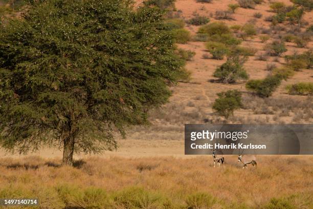 gemsbok (oryx gazella) in the kalahari desert - kgalagadi transfrontier park stock pictures, royalty-free photos & images
