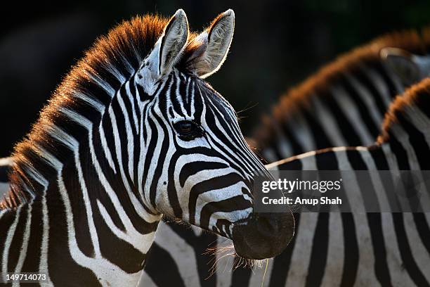 common or plains zebra herd standing together - zebra herd stock-fotos und bilder