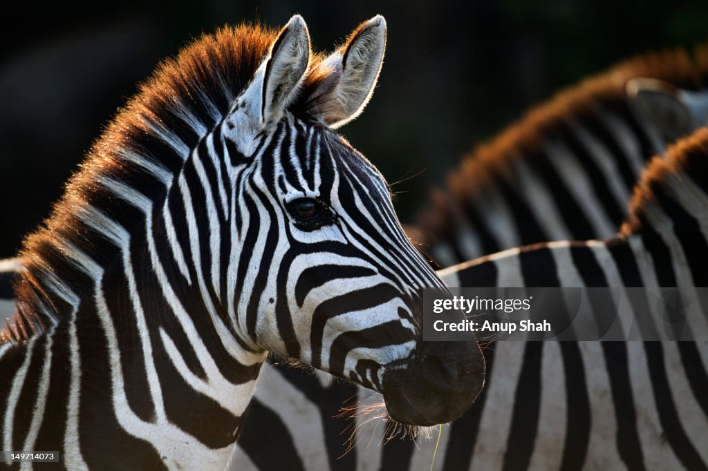 Common or Plains zebra herd standing together