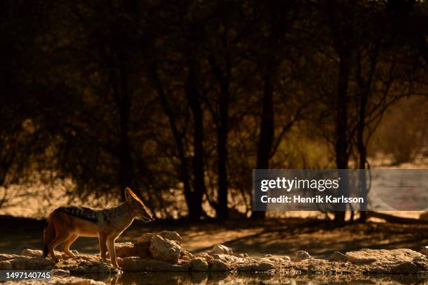 black-backed jackal (lupulella mesomelas) in desert landscape in kalahari - カラハリゲムスボック国立公園 ストックフォトと画像