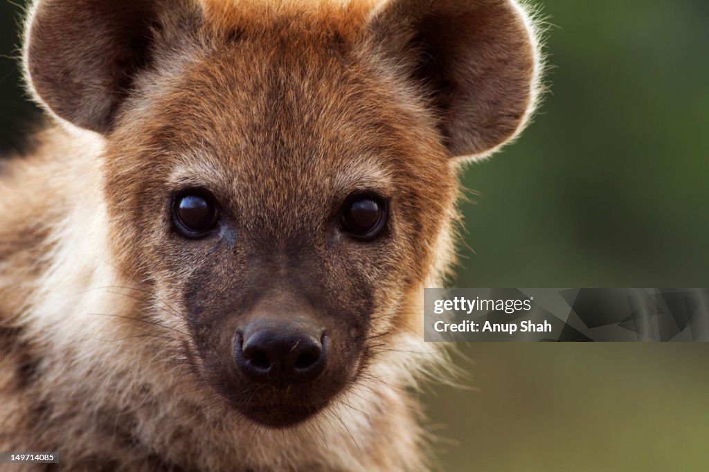 Spotted hyena pup portrait