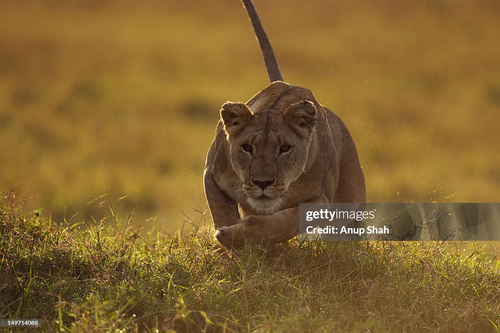 Lioness running