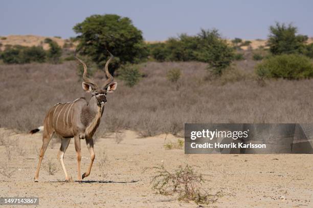 greater kudu (tragelaphus strepsiceros) in the kalahari desert - parc transfrontalier du kgalagadi photos et images de collection