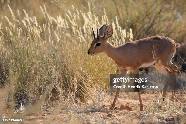 steenbok (raphicerus campestris) in the kalahari dessert - カラハリトランスフロンティア公園 ストックフォトと画像