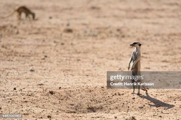 meerkat (suricata suricatta) in kalahari desert - safaridieren stockfoto's en -beelden