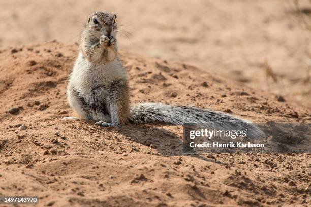 cape ground squirrel (geosciurus inauris) in the kalahari desert - kalahari gemsbok national park stock pictures, royalty-free photos & images