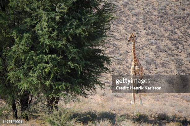 giraffe (giraffa camelopardalis) inter kalahari desert - kgalagadi transfrontier park stock pictures, royalty-free photos & images
