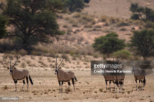 gemsbok (oryx gazella) in the kalahari desert - parc transfrontalier du kgalagadi photos et images de collection
