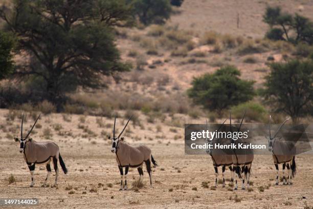 gemsbok (oryx gazella) in the kalahari desert - noorderlijke kaapprovincie stockfoto's en -beelden