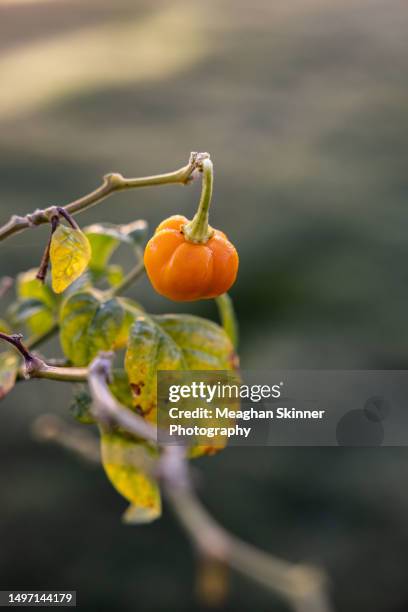 fresh australian grown habanero chilli - habanero stock pictures, royalty-free photos & images