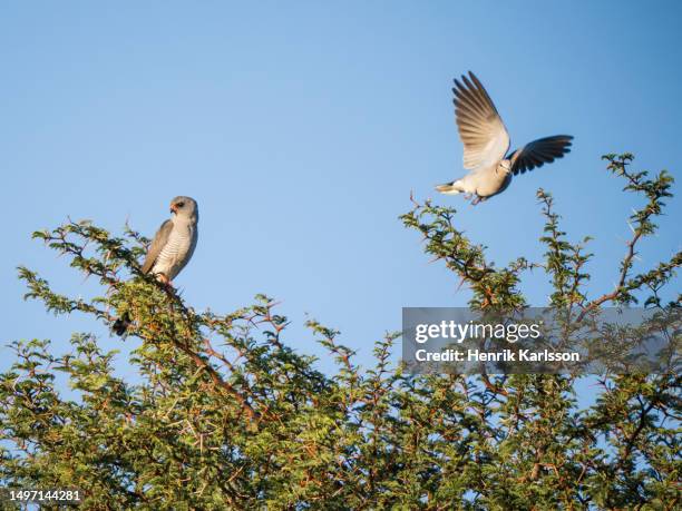 gabar goshawk (micronisus gabar) and ring-necked dove (streptopelia capicola) - turtle dove stock pictures, royalty-free photos & images