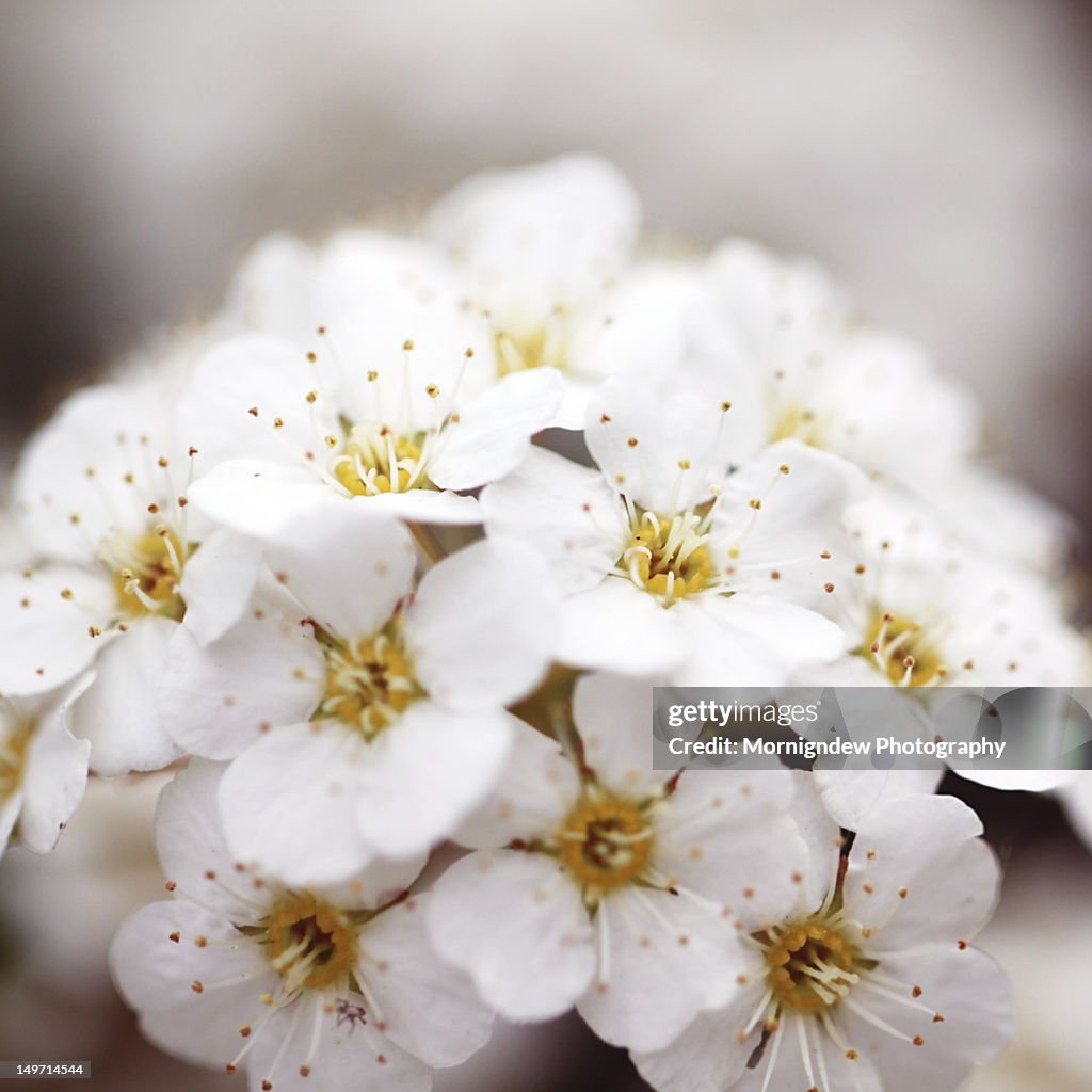 White blossoms