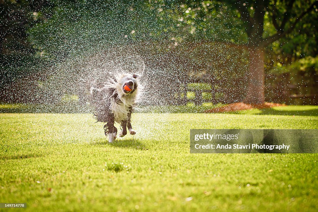 Border collie dog running through grass