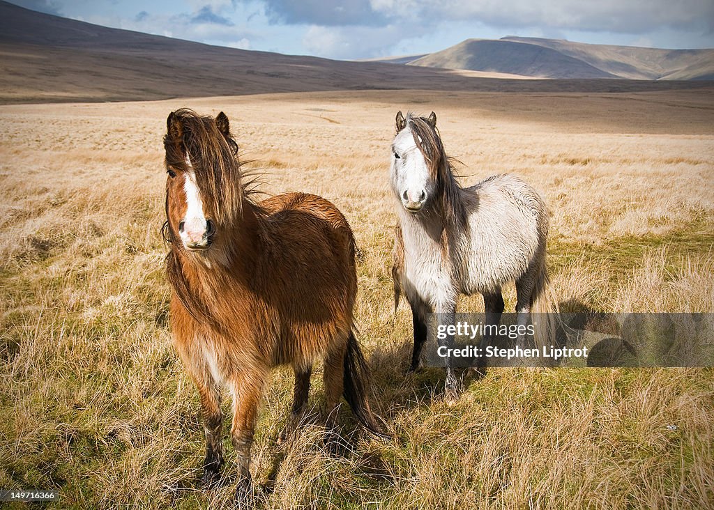 Welsh mountain ponies in Brecon Beacons