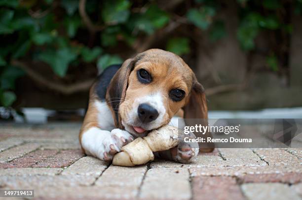 beagle pup chewing on bone - beagle imagens e fotografias de stock