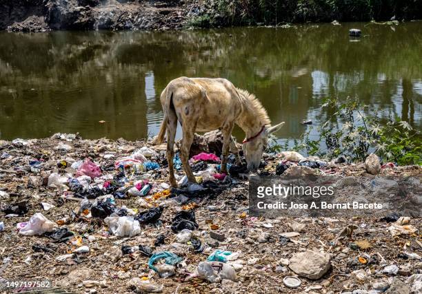 a donkey eating among the garbage on the bank of a nile river canal in egypt. - ugly animal stock pictures, royalty-free photos & images