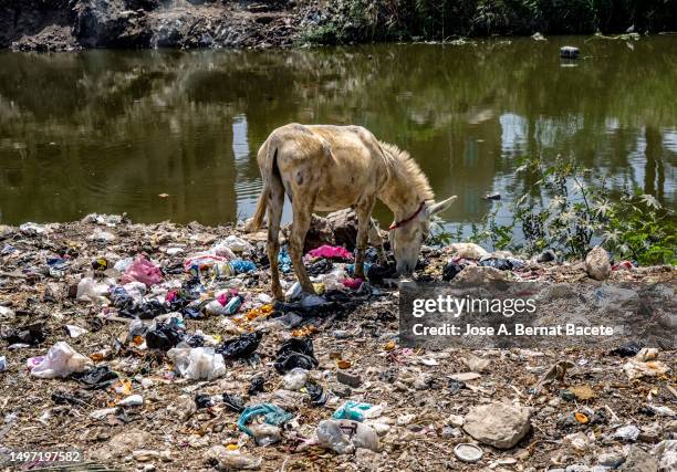 a donkey eating among the garbage on the bank of a nile river canal in egypt. - egypt environment pollution stock pictures, royalty-free photos & images