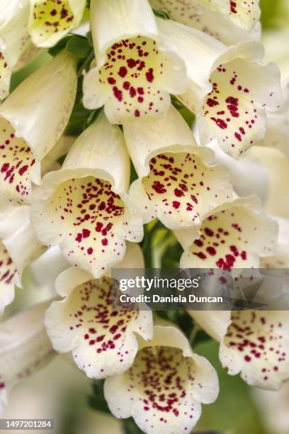 digitalis close-up - digitalis grandiflora stock pictures, royalty-free photos & images