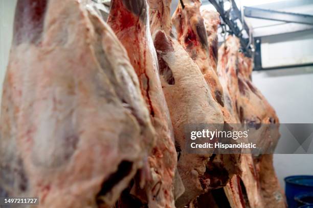 primer plano de carne cruda colgando de ganchos en un matadero - animal muerto fotografías e imágenes de stock