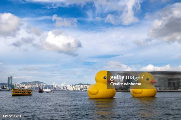 inflatable rubber ducks in hong kong - wanchai bildbanksfoton och bilder