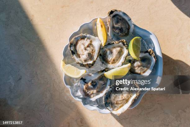 oysters with lime on ice on a plate, directly above view - mollusk fotografías e imágenes de stock