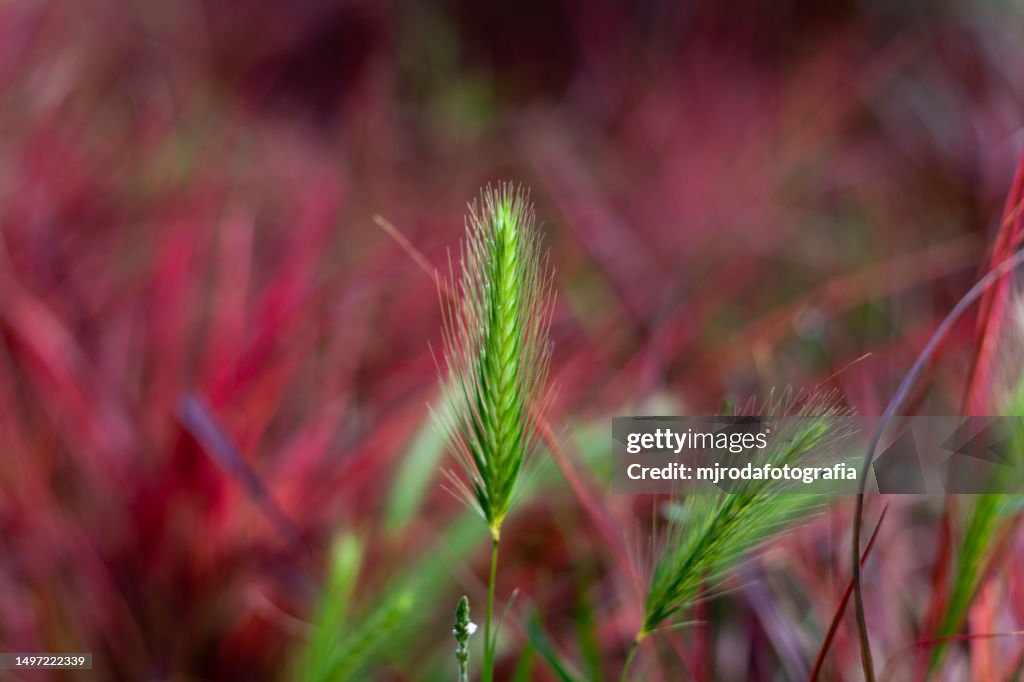 Hordeum murinum, commonly known as wall barley or false barley
