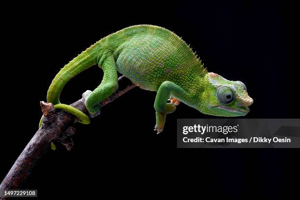 female fischer chameleon on a black background - chameleon stockfoto's en -beelden