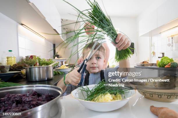 little boy cutting fresh organic chives in kitchen - dumpling stock pictures, royalty-free photos & images