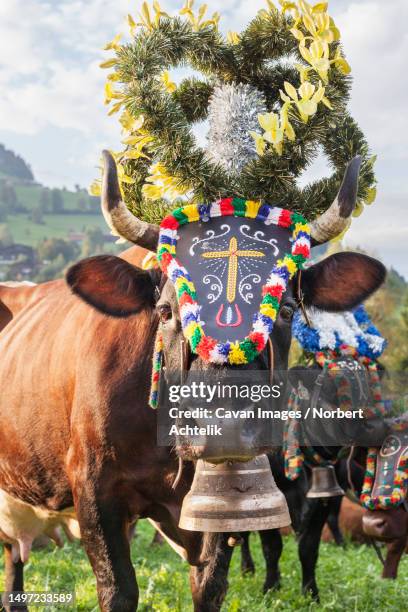 cow with bell and flower decorations - cow bell stock pictures, royalty-free photos & images