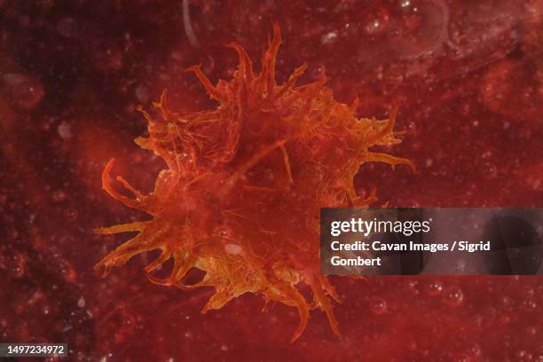 magnification of a carcinoma cell - oncology abstract stock pictures, royalty-free photos & images
