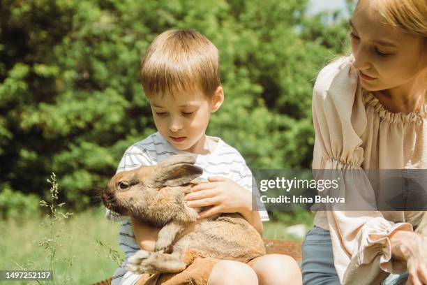 a boy is playing with a cute little rabbit sitting on his lap on a sunny summer day on a farm in the village. the concept of a contact zoo, love and care for pets. - konijn dier stockfoto's en -beelden