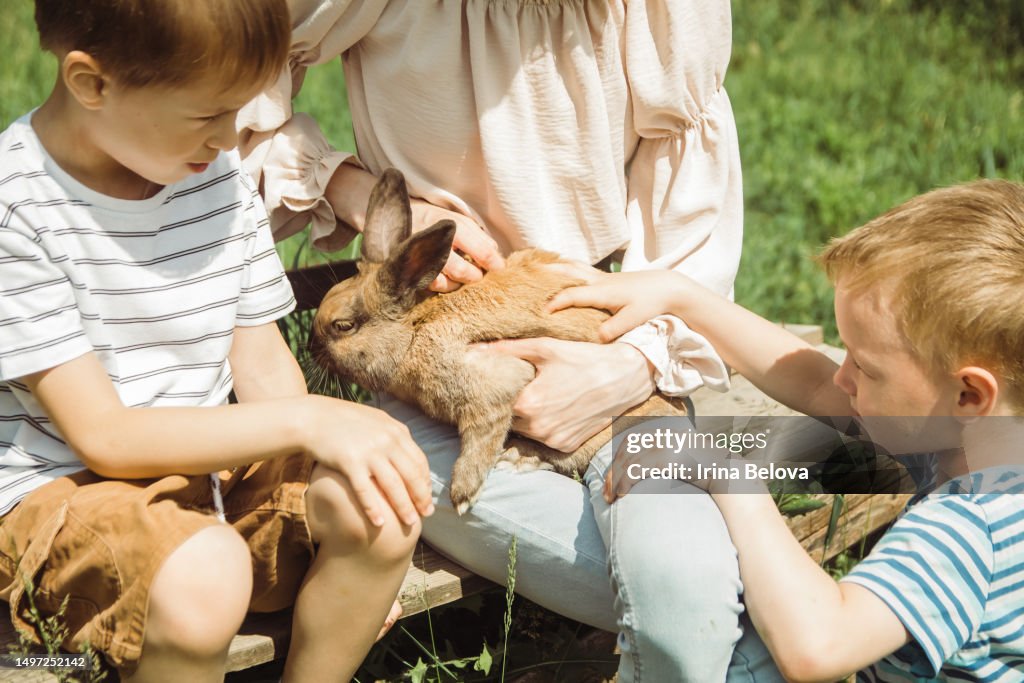 Children are playing with cute little rabbit sitting on their lap on a sunny summer day on a farm in the village. The concept of a contact zoo, love and care for pets.