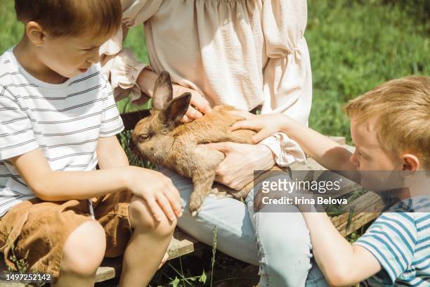 children are playing with cute little rabbit sitting on their lap on a sunny summer day on a farm in the village. the concept of a contact zoo, love and care for pets. - konijn dier stockfoto's en -beelden