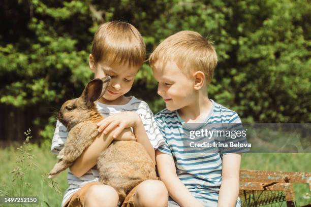 two boys are playing with cute little rabbit sitting on their lap on a sunny summer day on a farm in the village. the concept of a contact zoo, love and care for pets. - konijn dier stockfoto's en -beelden